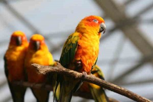 富士花鳥園のインコ