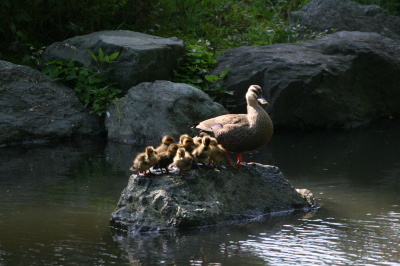 東綾瀬公園　カルガモ