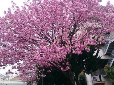 東綾瀬公園の桜